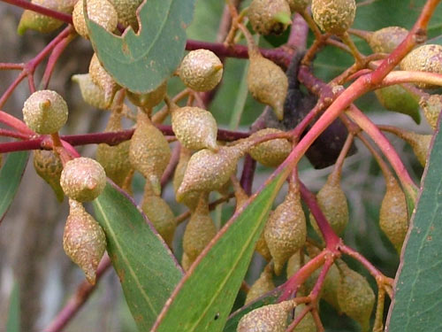 eucalyptus gum nuts
