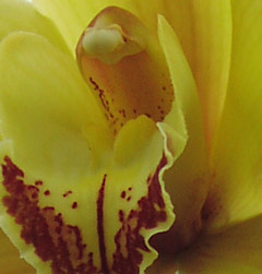 orchid detail ernie gerzabek photograph